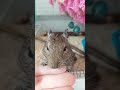 degu stuff 8