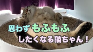 【もふもふ】思わずモフモフしたくなる猫ちゃんシーン集【お腹】