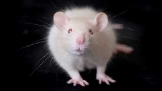 Empathy and Pro-Social Behavior in Rats