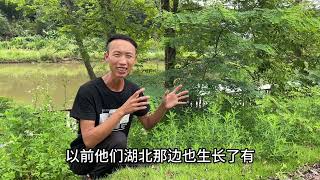 农村少见植物“化癌草”，好多人还不认识，大家快来认识下