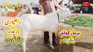 Rajanpuri breedar || Makhi Cheena Bakra madrassa mandi || Khushab Mandi update ||Qurbani 2025