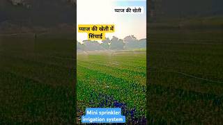 प्याज की उन्नत खेती।प्याज की खेती में सिंचाई।फुव्वारे से सिंचाई।onion farming।#trending#farming#like