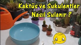 Kaktüs ve Sukulentler Nasıl Sulanır?  \