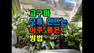 고구마 모종 만드는 아주 좋은 방법 #고구마