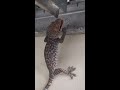 tokek suara tokek😱 shorts ytshorts viral