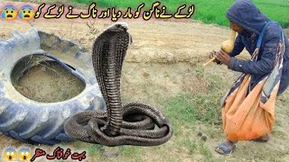 King cobra snake in the big old tayer