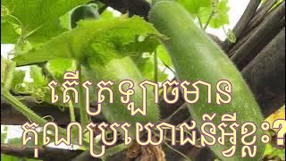 តើត្រឡាចមានអត្ថប្រយោជន៍អ្វីខ្លះចំពោះសុខភាព?#agriculturestomaches (អត្ថបទដកស្រង់)