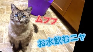 なにが何でもバケツから水が飲みたい猫／ダチョウのお肉焼いて見た