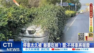 【每日必看】都是植物惹的禍! 落葉害摔車\