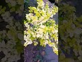 Ficus panda plant #viral #video #short #shortvideo reel #trending #shortsfeed #subscribe #ytshort