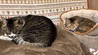 元気に新年を迎えた2匹の猫。今年も穏やかに過ごせますように！【猫との暮らし】Living with a cat