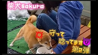 第2弾‼️娘はポチパパの言う強い気持ちの主🤭【柴犬sakura『問題行動改善に向けて』】