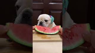 スイカを食べる犬 #Shorts