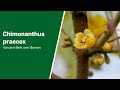 Chimonanthus praecox - Van den Berk over Bomen