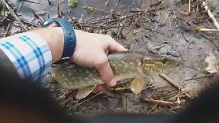 Lydeku sezono atidarymas 2018.04.21. Levuo. Fishing Pike.