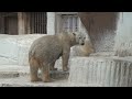 何度もこっちを振り向くホッキョクグマ｢バフィン｣ 天王寺動物園2015年4月29日