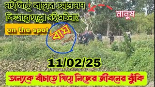 মইপিঠে বাঘের আক্রমণ/কিভাবে হলো এই ঘটনা সরাসরি দেখুন/অন্যের জীবন বাঁচাতে গিয়ে নিজের জীবনের ঝুকি//🐯🤕