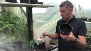 Sowing and Growing Broad Beans for the winter months