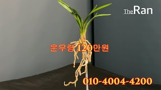 명품난초경매TV_더란_운무령_120만원