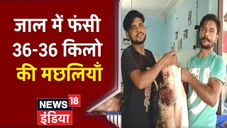 Viral Video: जाल में फंसी 36-36 किलो की मछलियाँ, देखकर हो जायेंगे हैरान