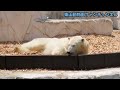 ホッキョクグマの「フブキ」ウッドチップでごろごろ【東山動物園】