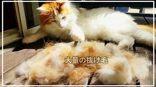 これがリアルな長毛猫の換毛期。ファーミネーターでごっそり！【メインクーン】