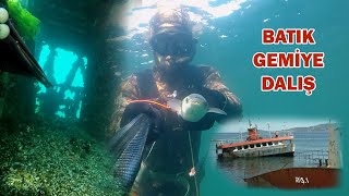 Batık Gemide Zıpkınla Balık Avı / Sesli Anlatım #fishing #spearfishing #freediving