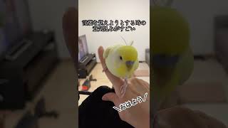 ひなちゃんの可愛いところ　まとめ動画　#shorts #インコ