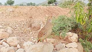 Gary francolin voice.teetar ki awaz teetar ki masti #teetarvoice #grayfrancolin #teeterkiawaz