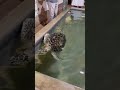 Turtle farm in Merissa (Srilanka)