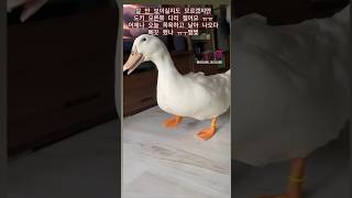 오리가 다리를 절어요 ㅠㅠㅠ #오리 #duck #duckling #오리키우기 #다리삔거같아요