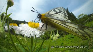 【虫の眼レンズ】ウスバシロチョウ/ Parnassius glacialis【GH5S VFRスロー】