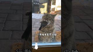 猫の恩返し