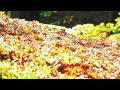 beachfront b roll fall pathway free to use hd stock video footage