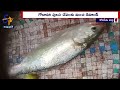 Good Demand for Godavari Pulasa fish | 1కేజీ పులసను 17వేలకు తీసుకున్న పెదపట్నం లంక వాసి