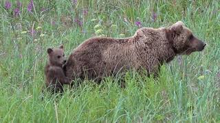 Alaska 2022   101 & Her Cubs Part 2, Chinitna Bay