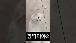 깜딱이야💥 집사에게 놀란 고양이 #동물영상 #고양이영상 #깜짝이야