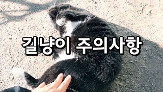 길고양이의 배를 함부로 만지면 안되는 이유!