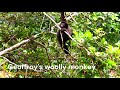 Geoffroy's woolly monkey