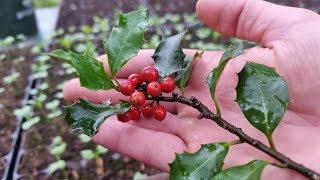 Navadna Bodika Razmoževanje - ilex aquifolium