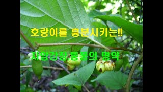 N41.호랑이가 좋아하는 나무?! 통풍에 명약!! 주의사항,,개다래나무,,Tiger's Favorite Tree