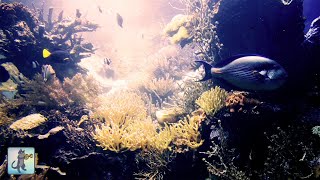 🐟 Tranquil Coral Reef Aquarium Fish 🐟 The Best Relax Music for Studying and Sleeping 💤