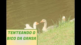 Tenteando o Bico da Gansa - Pedro Ortaça