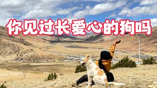 【正版小七的旅行第64集】一人一狗流浪西藏的第六天，你們見過狗狗身上長愛心的嗎？太不可思議啦！