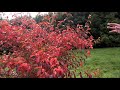 stewartia colours in autumn caerhays