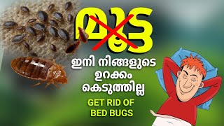 മൂട്ടയെ കൊല്ലാം  നിമിഷ നേരം കൊണ്ട്  how to kill bed bugs