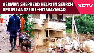 Wayanad Landslide | German Shepherd Helping In Search Ops In Landslide-Hit Wayanad