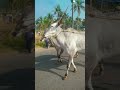 beautiful hallikar bulls halikar hallikarbulls hallikarbreed beautiful cattlefair