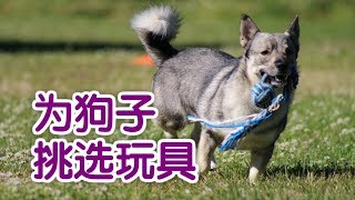 如何为狗狗挑选玩具？|养狗教学Dog Care Tips:Dog Toy