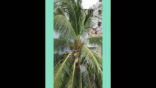 🌴🌴தென்னை மரத்தில் ஒரு அணில்💖🌴🌴A squirrel in a coconut 🌴🌴🌲அணில் சாப்பிடும் அழகு💕